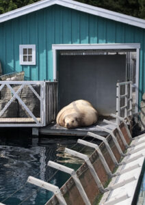 バンクーバーで水族館に行った話